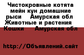 Чистокровные котята мейн кун(домашние рыси) - Амурская обл. Животные и растения » Кошки   . Амурская обл.
